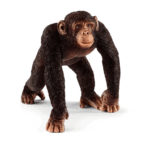 Chimpanzé Mâle - Compagnon Intelligent et Amusant